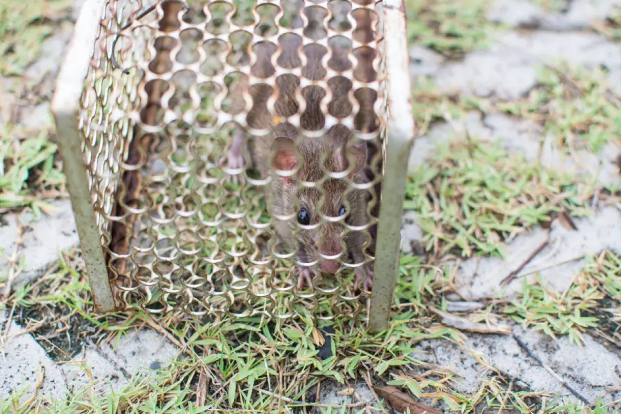 Benefits of Adding Rodent Guards to Dryer Vents in Jupiter, FL