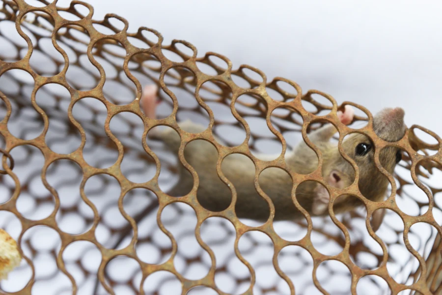 Signs You Need Rodent Guard Installation Service Jupiter, FL